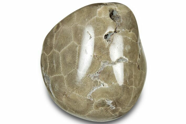 Polished Petoskey Stone (Fossil Coral) - Michigan #322966